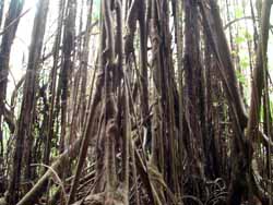 The aerial roots of the banyan tree arch overhead
