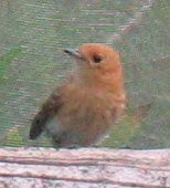 Kakerori visitor to the manager's residence of Atiu Villas