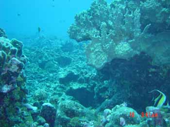 Rainer's south coast dive