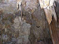 A single bird in the Kopeka cave