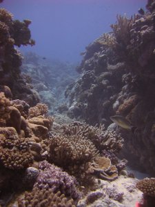 Takutea reef 3 Days after cyclone Nancy