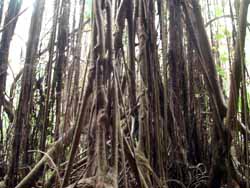 Banyan tree