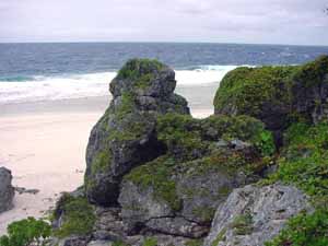 The Rugged Makatea Coastline