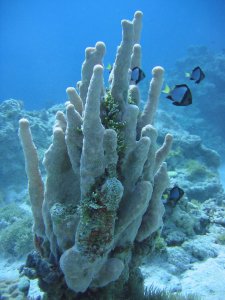 Reef at Takutea