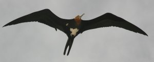 Frigate Bird