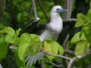 Red Footed Booby