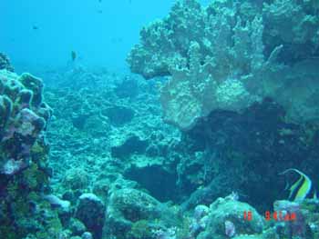 South coast reef