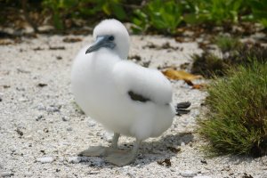 Booby chick