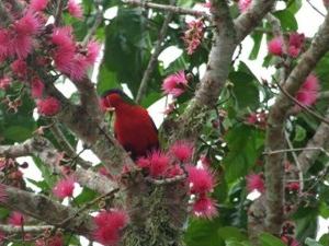Kura on Atiu in Kaika tree (Mountain apple)