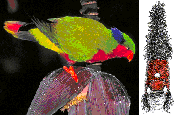Rimatara Red Lorikeet released on Atiu in 2007