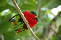 Rimatara Lorikeet or 